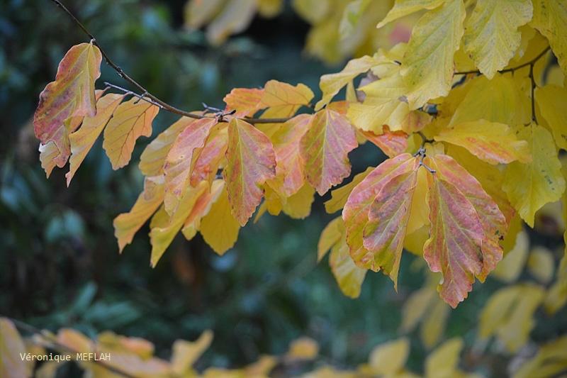 Automne : Poème : Nature en deuil de Sybille Rembard (2008)