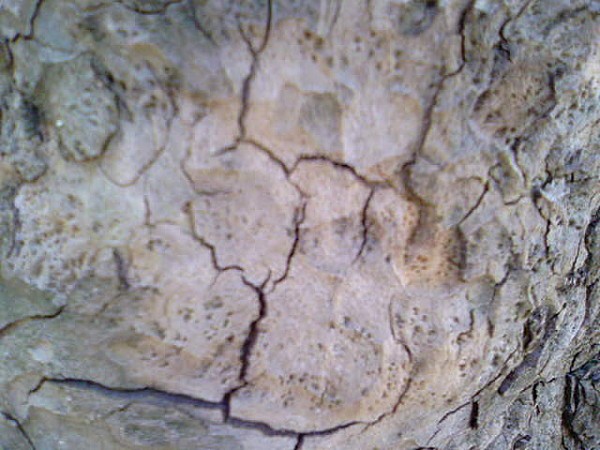 Platane4
