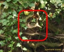 La Page de Nathalie Hayes