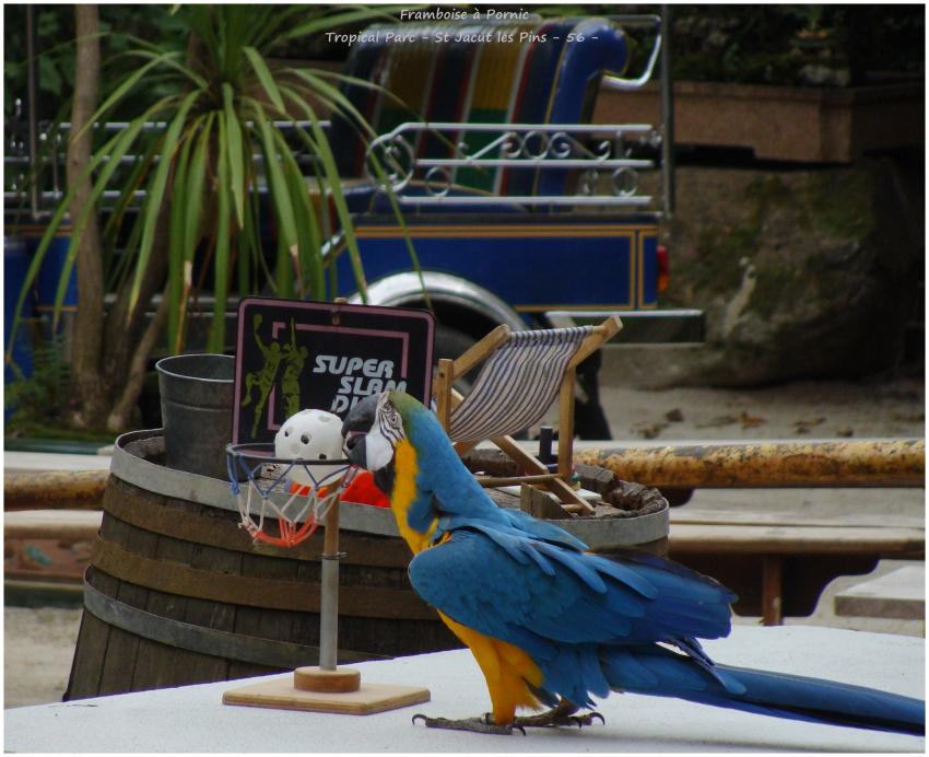 Tropical Parc St Jacut les Pins - 56 -