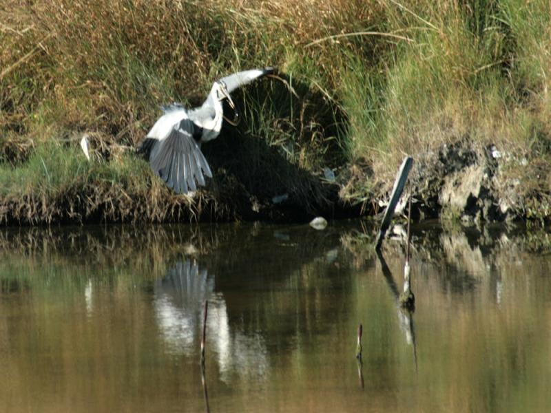 Bonne pioche pour le héron cendré - Marais de Loix - Ile de Ré - 17  posté le mercredi 22 octobre 2008 