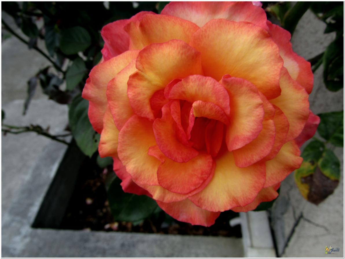 2024  LES ROSES DU JARDIN 
