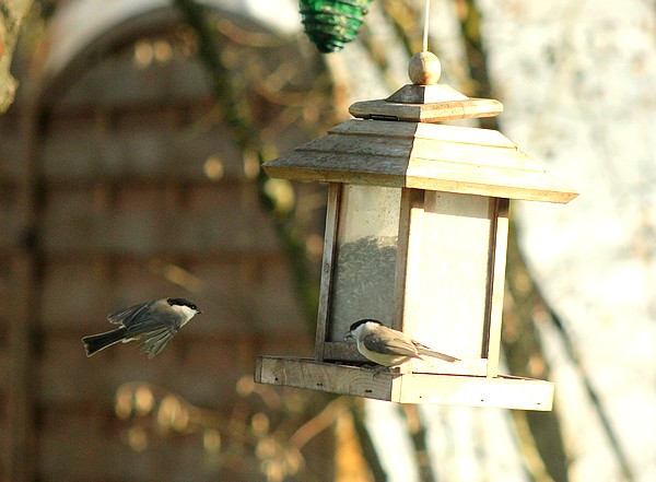 Dix-sept sortes d'oiseaux qui ont fréquenté mon jardin durant l'hiver 2015-2016...