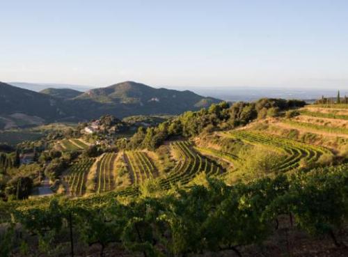 Les dentelles de Montmirail  (Vaucluse)