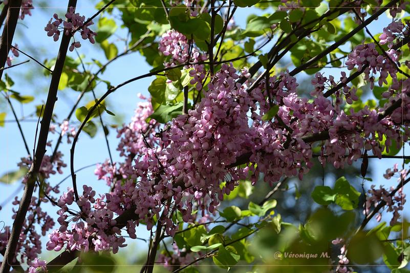 Jardin des Plantes : L'Arbre de Judée