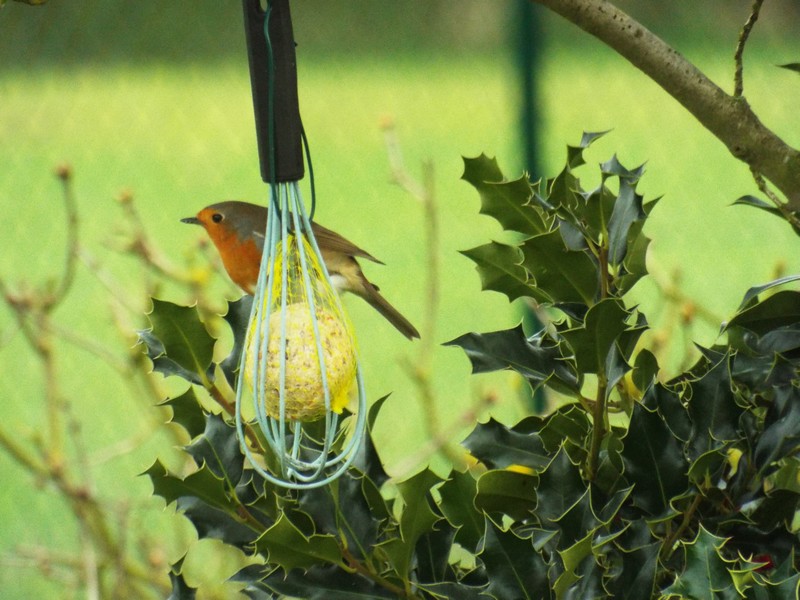 Les oiseaux à la mauvaise saison ...