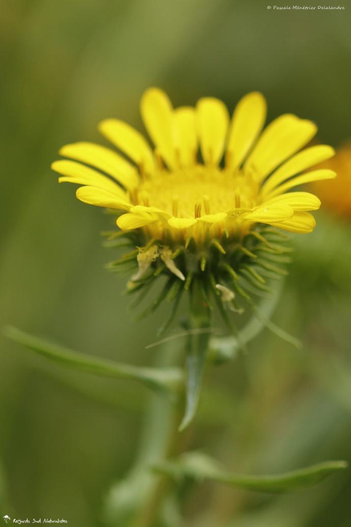 Inula crithmoides