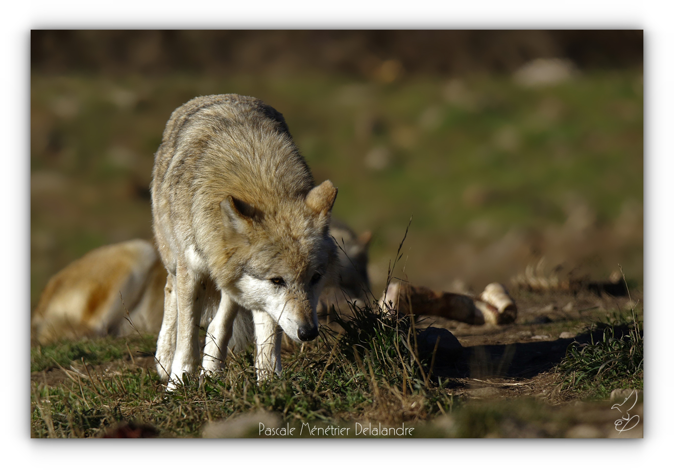 Loup de Sibérie