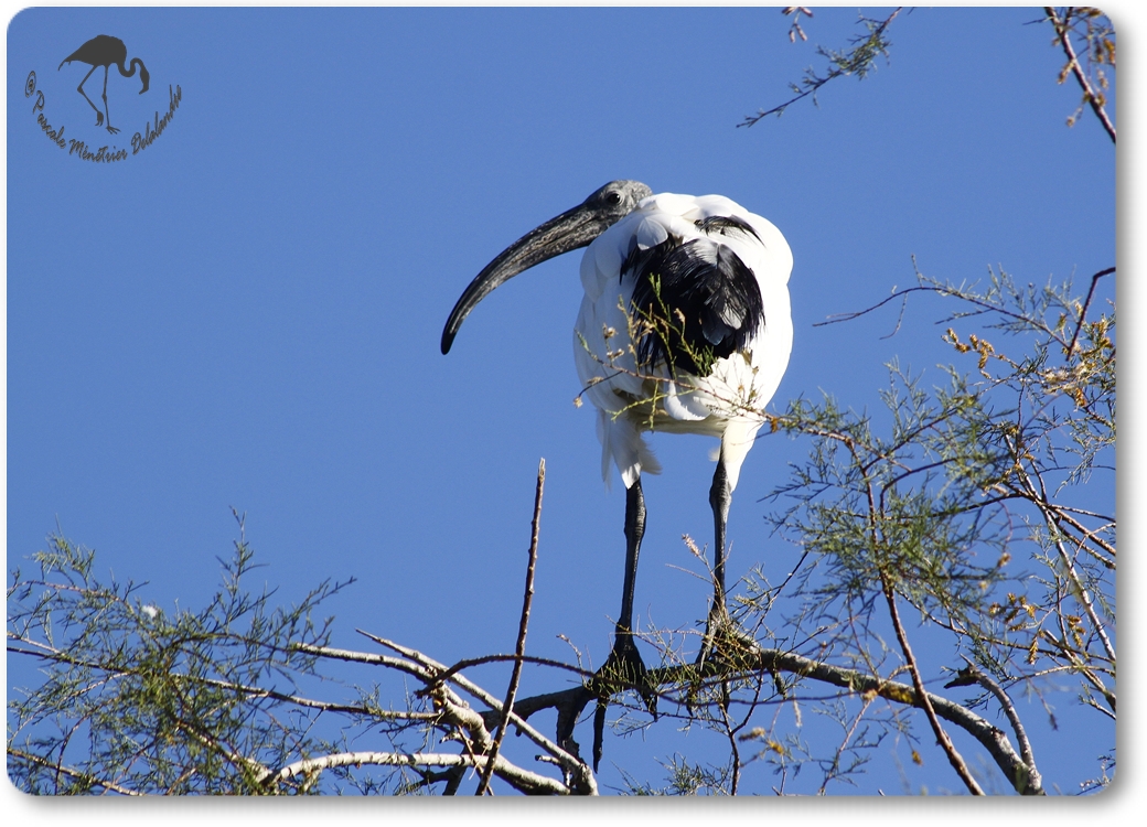 Ibis sacré...