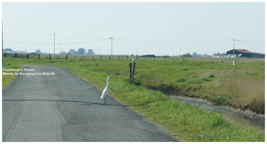 Aigrette garzette Dans le marais de Bourgneuf en Retz 44