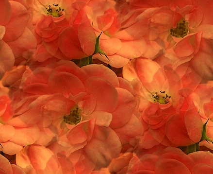 Fleurs - Grands motifs