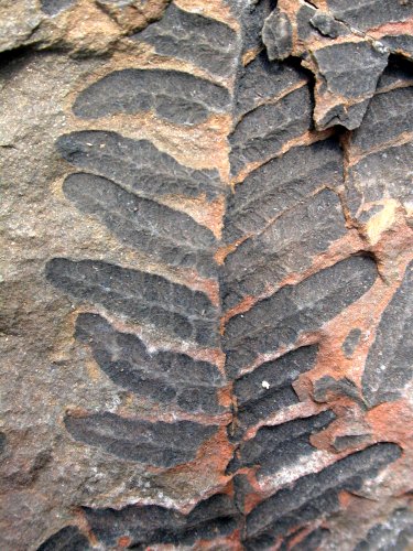 Pecopteris miltonii