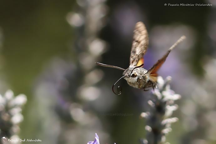 Moro sphinx ou Sphinx colibri ou Sphinx du caille-lait (Macroglossum stellatarum) - Sphingidae