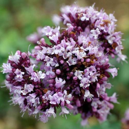 Fleurs cultivées : Marjolaine