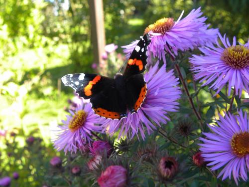 Asters et papillons