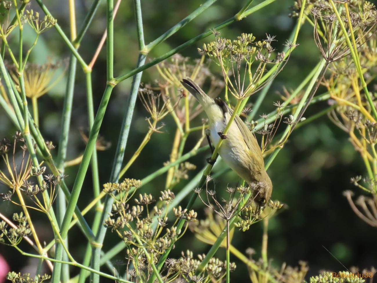 un oiseau dans le jardin 