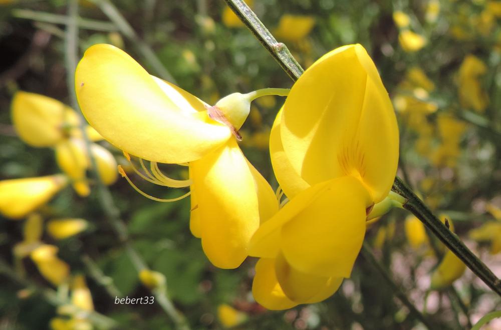 quelques fleurs en macros