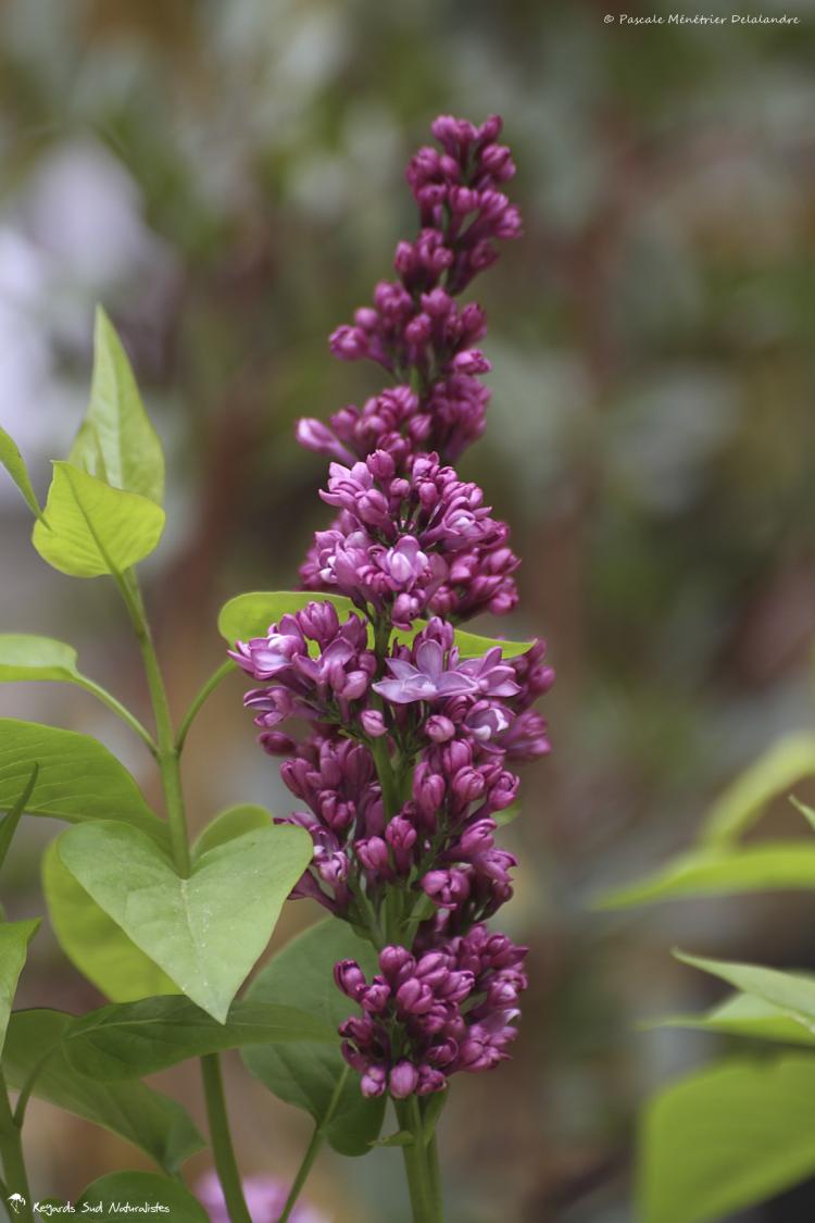 Lilas... déjà.