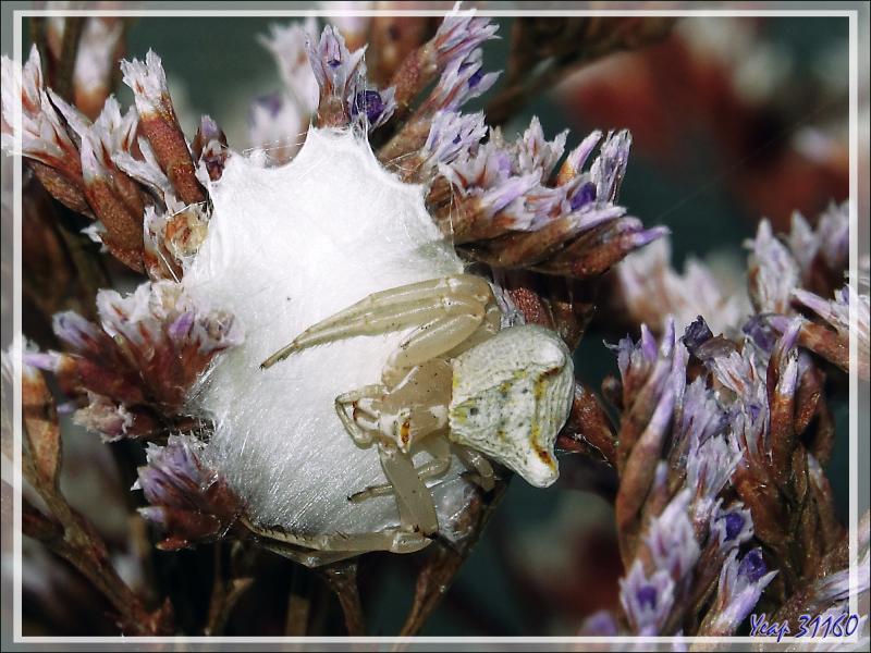 Araignée crabe Thomise enflée (Thomisus onustus) - Originaire de La Couarde - Île de Ré - 17