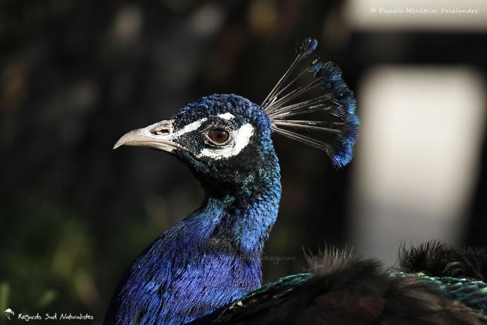 Paon - Le "Tamonster" - Tamron Objectif SP 150-600 mm F/5-6,3 Di VC USD