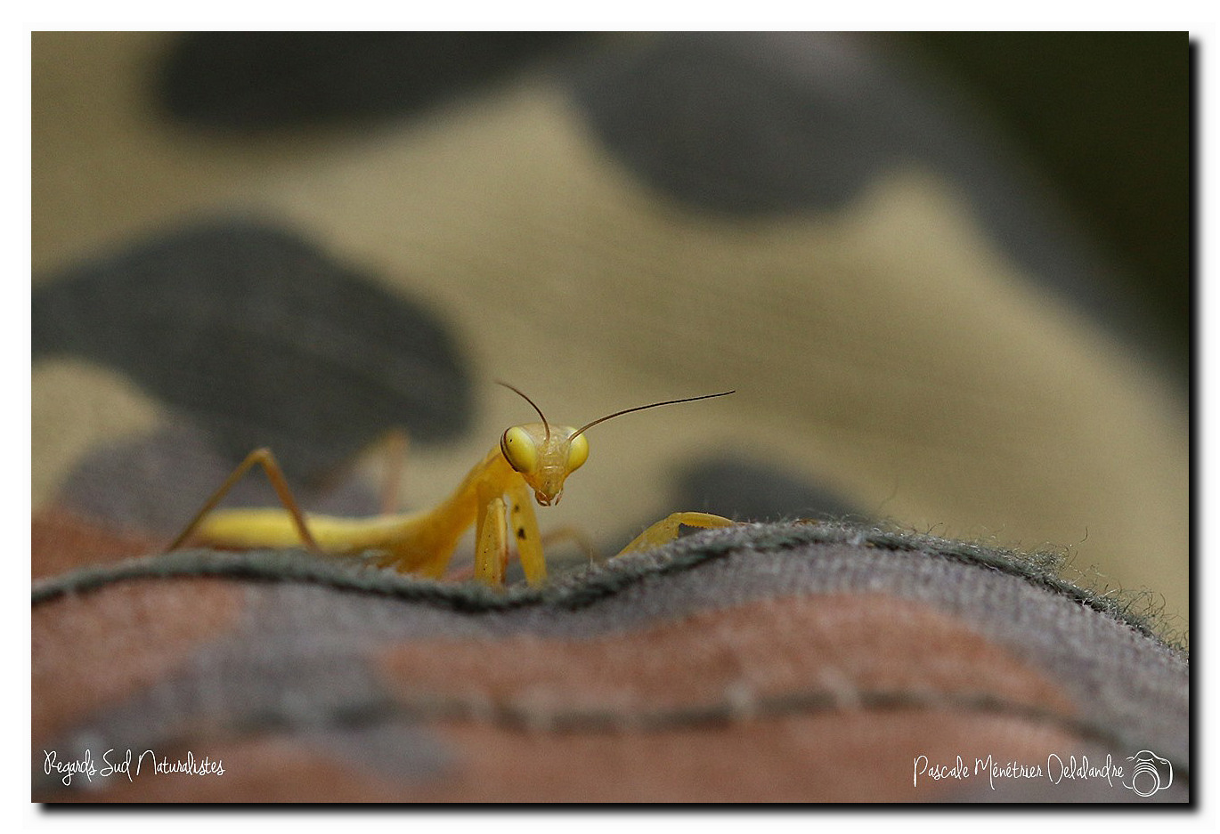 Mantis religiosa immature - Mante religieuse 