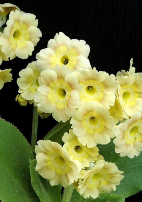 Fleurs cultivées : Primevère