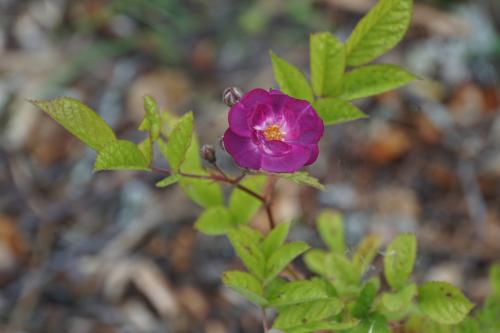 Un jour, une rose : 'Sibelius'