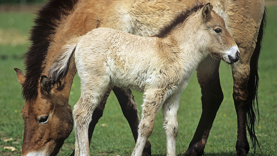 LE CHEVAL DE PRZEWALSKI (source image)