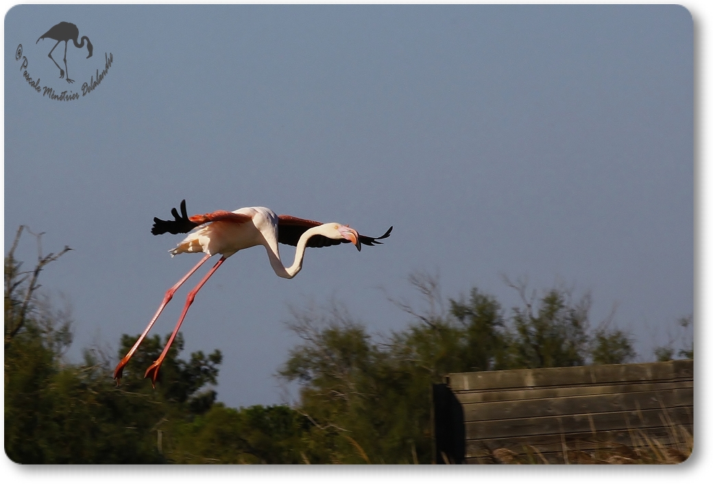 "Atterrissage" de Flamant rose...