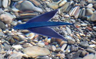 Exposé sur le poisson volant