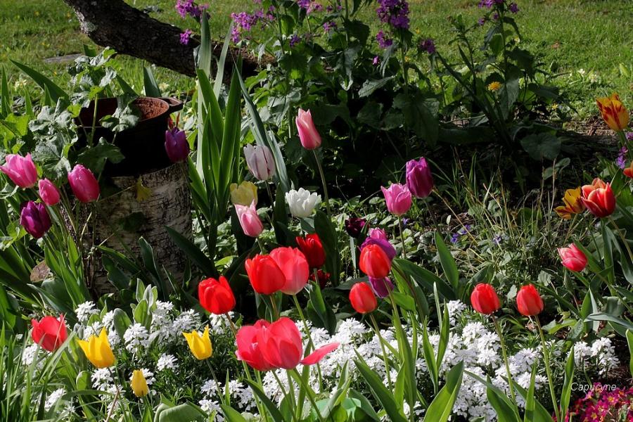 Bulbes de printemps au jardin