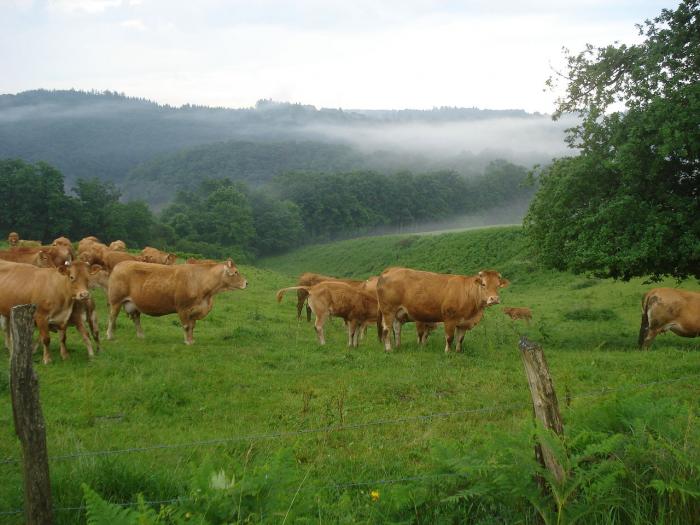 Département de la Haute-Vienne
