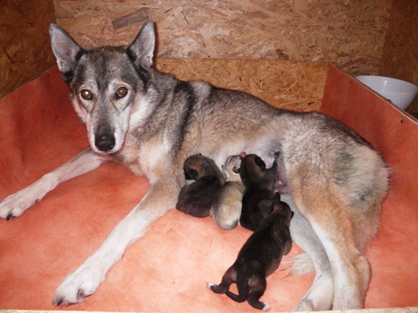 Naissance de la portée de Daika