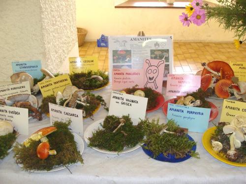 L'exposition mycologique à Châtillon sur Seine