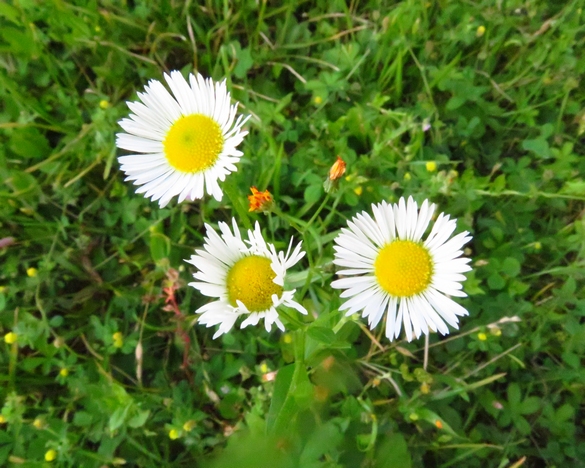 Les fleurs sauvages  résistent au réchauffement climatique et c'est tant mieux !