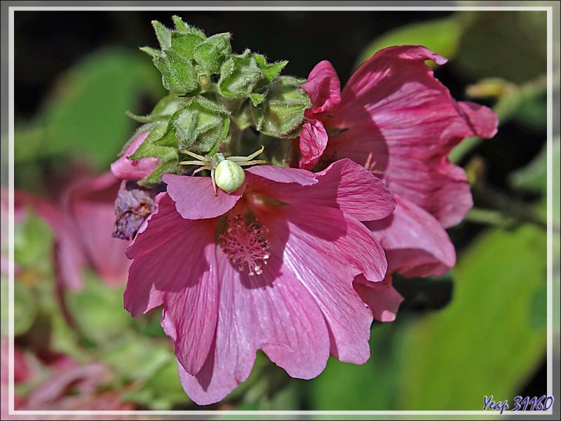 Le changement de couleur de l'Araignée crabe Thomise variable (jaune à l'origine) - Lartigau - Milhas - 31