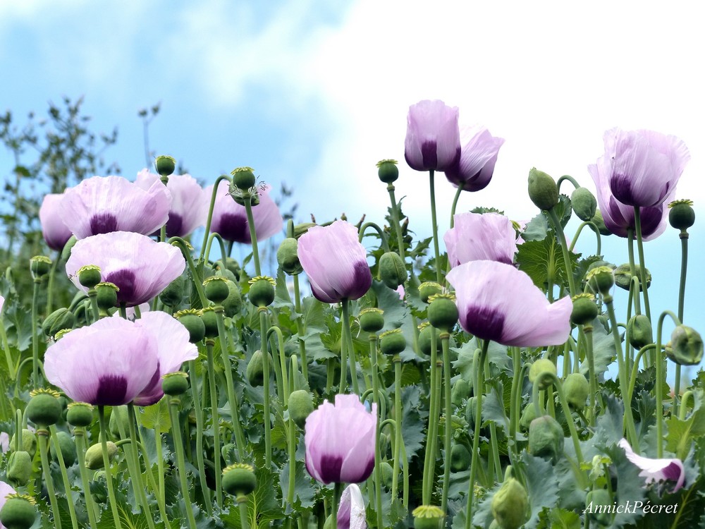 A canicule annoncée, photos rafraîchissantes
