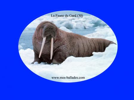 ╰⊱♥⊱╮ღ꧁   Département  30   ꧂ღ╭⊱♥≺