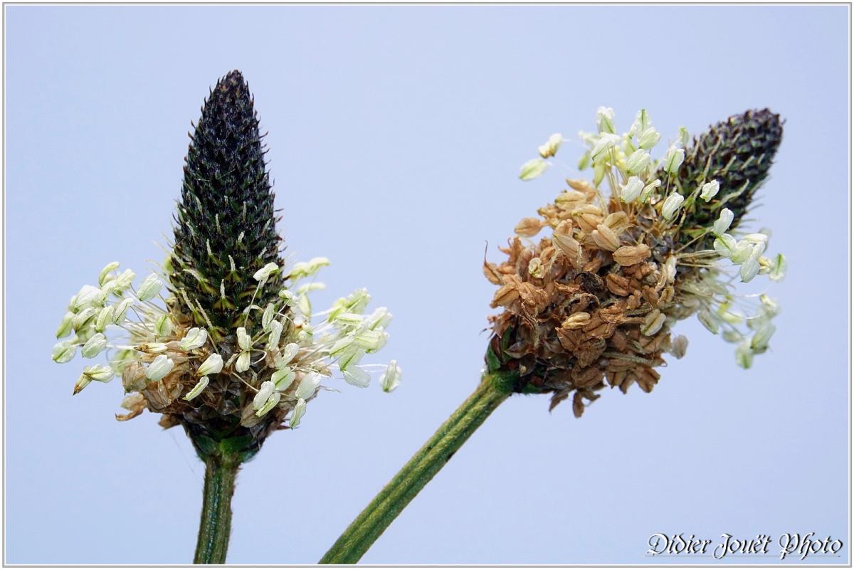 Plantain Lancéolé (3) - Plantago lanceolata
