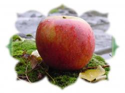 Retrouvons les ... pommes ...