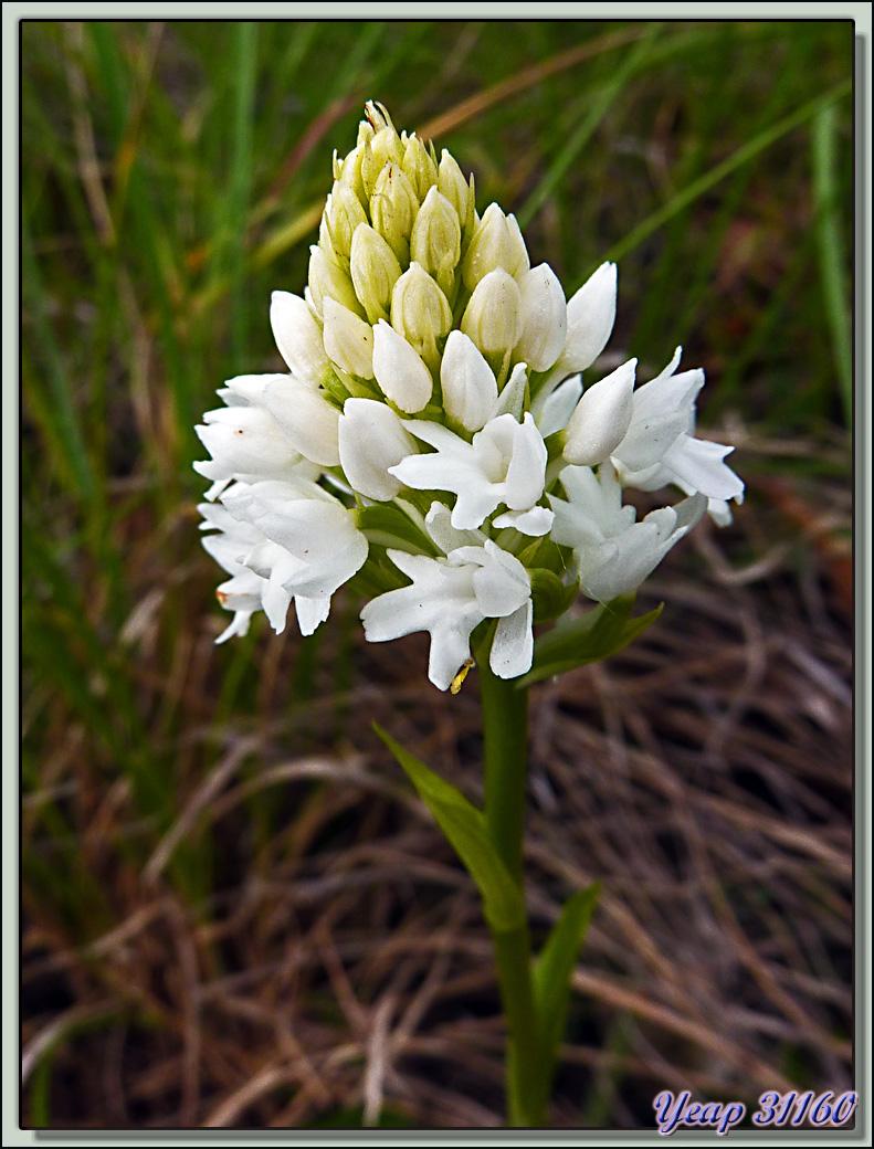 Orchidée Orchis pyramidal variété blanche (Anacamptis pyramidalis var. alba) - Lièoux - 31  (Flore)