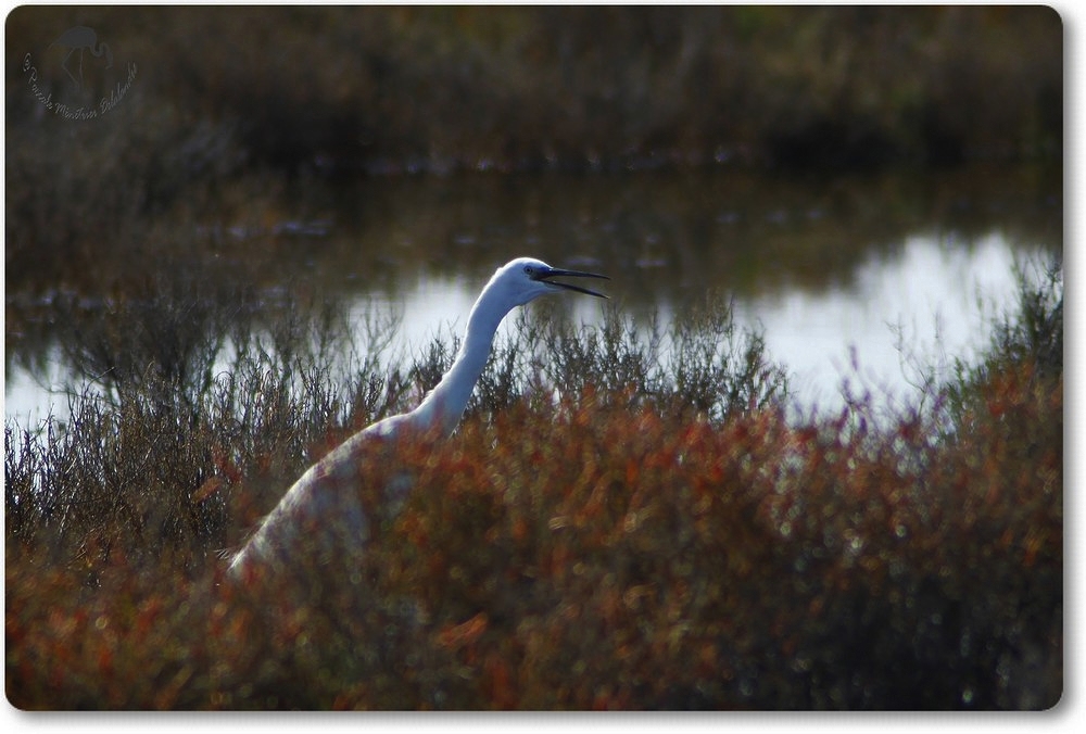 Aigrette Garzette dans la sansouire...
