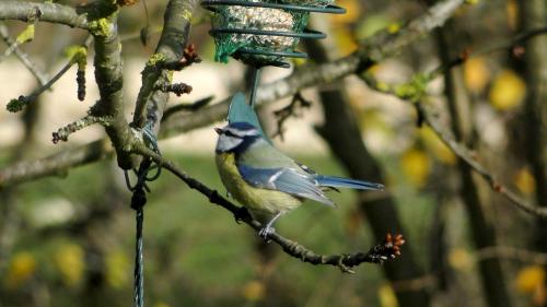 -Oiseaux de mon jardin