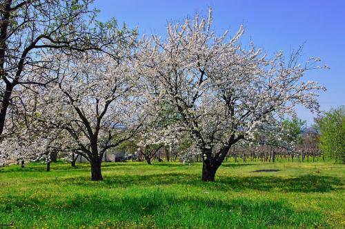 Arbre fruitier : Cerisier