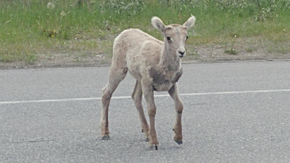 2019 summer vacation: Day twelve - From Edmonton to Jasper