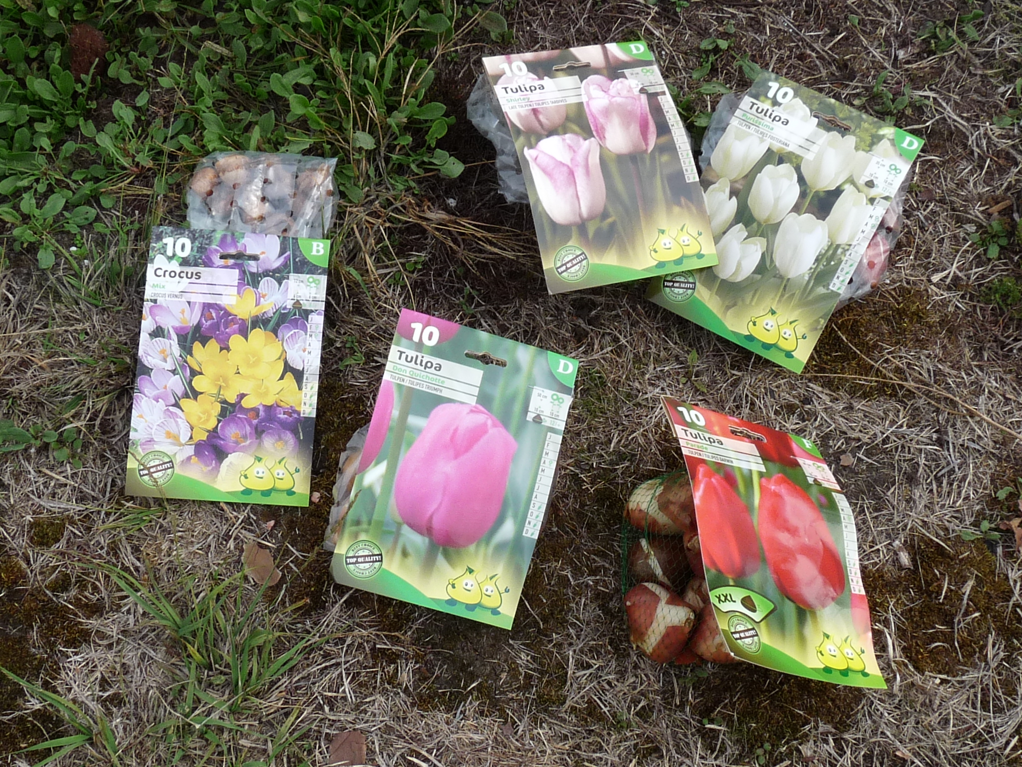 Plantation de bulbes de tulipes - Monjardindansleslandes