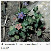 Mouron des champs - Anagallis arvensis L. var. caerulea (L.) Gouan