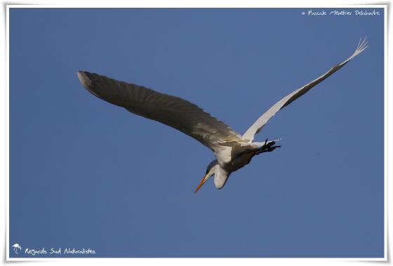 Grande Aigrette 