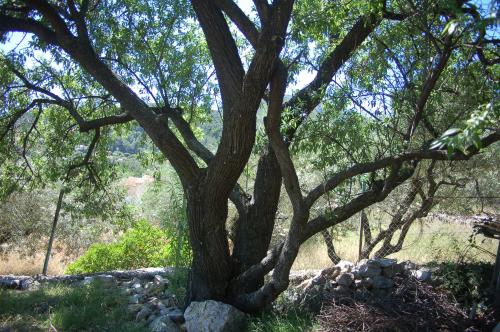 Arbre fruitier : Amandier