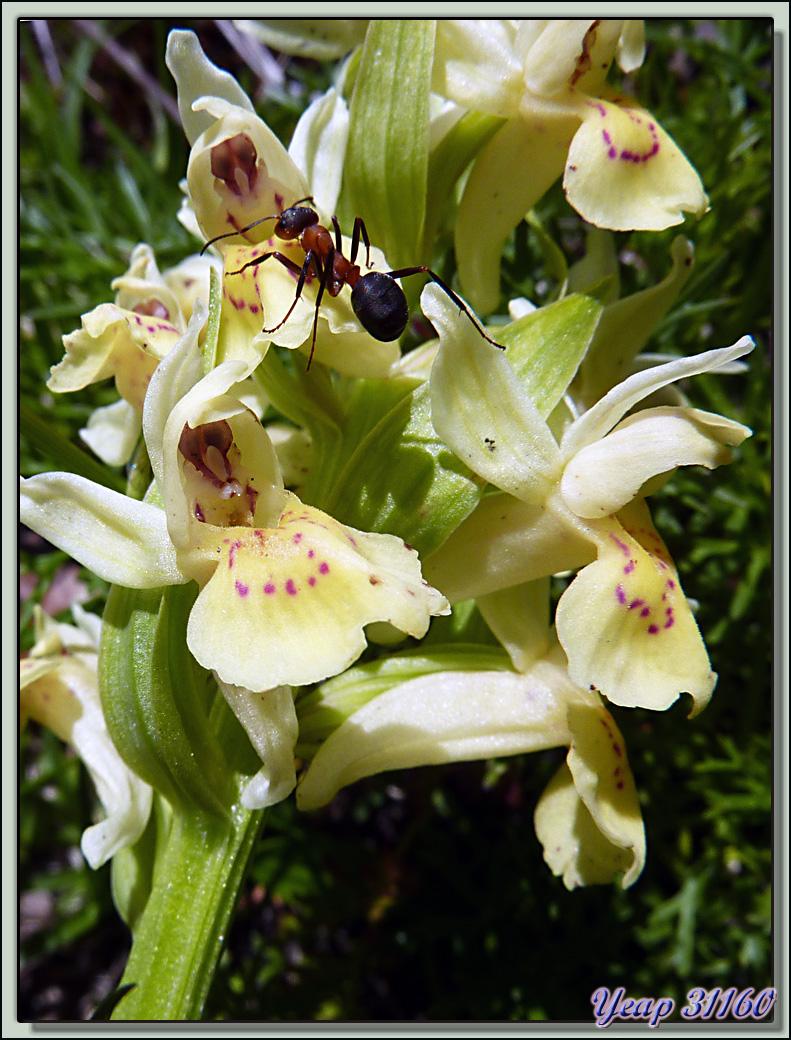 Orchidées Orchis sureau (Dactylorhiza latifolia) - Varrados - Val d'Aran - Catalogne - Espagne  (Flore) 